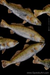 Spotted Trout - Multi