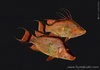 Hogfish - Double