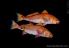 Redfish - Double